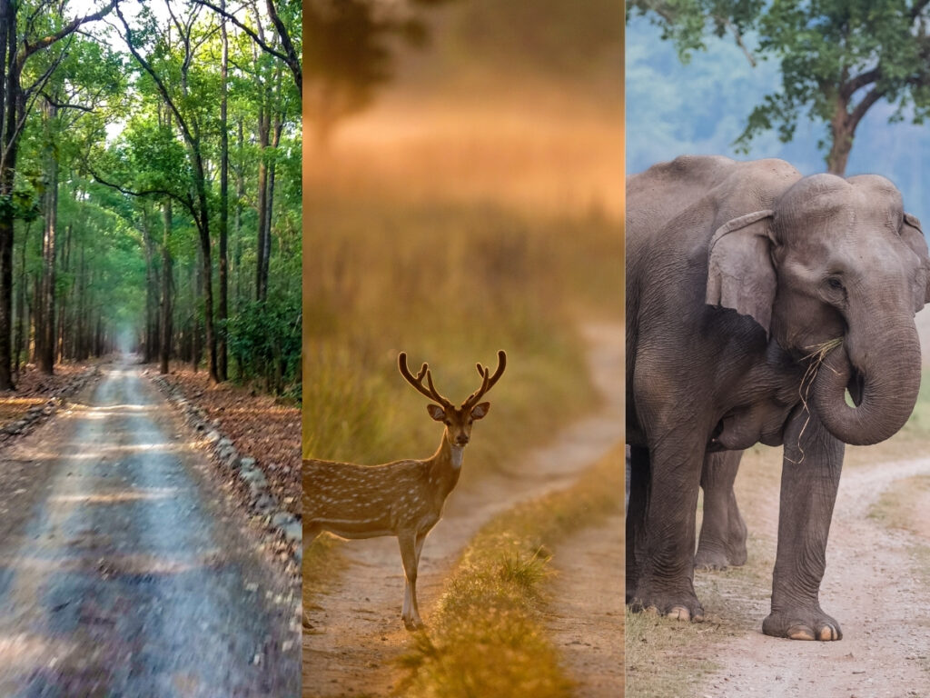 Jim Corbett